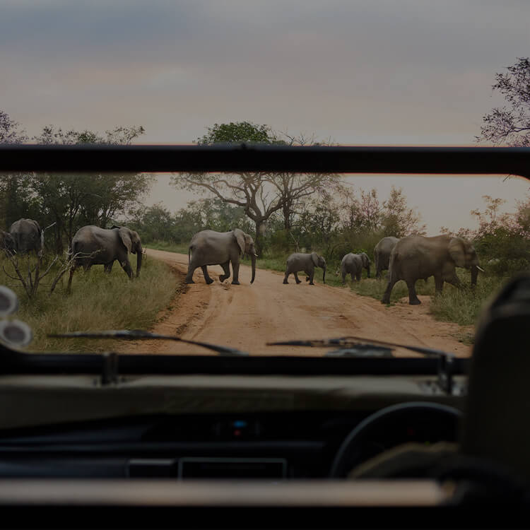 Safari
